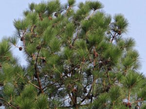 Pinus Wallichiana, Himalayan Pine