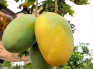 Himsagar Mango Fruit Plant Grafted