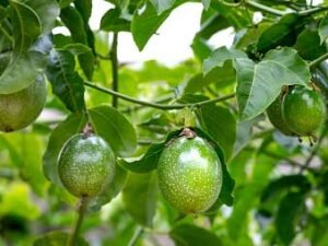 Passion Fruit (Krishna Fal) Plant