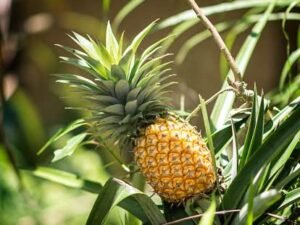 Pineapple Plant | Ananas comosus