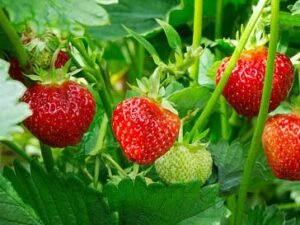 Strawberry Plant | Red Strawberry 