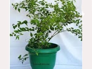 Buy Juhi Plant | Jasminum auriculatum at Wholesale Price