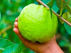 Guava (Psidium Guajava)