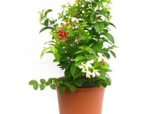 Buy Madhumalti at Wholesale Price