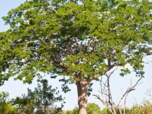 African Mahogany Plant (Swietenia macrophylla)