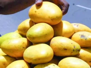 Grafted Banganapalle Mango Plant