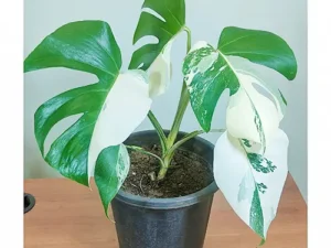 Variegated Monstera Deliciosa | Albo Monstera Plant