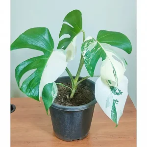 Variegated Monstera Deliciosa | Albo Monstera Plant