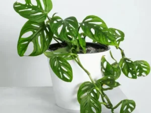 Buy Monstera Creeper | Monstera Adansonii Plant | Philodendron Monkey Mask at Wholesale Price