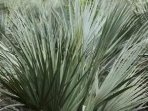 Stunning Nannarophs Ritchiana Mazari Palm Tree - Add Exotic Beauty to Your Landscape Today!