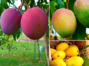 Neelam Mango Grafted Plant
