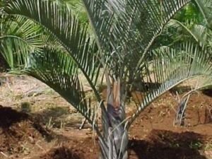 Buy Beautiful Neodypsis Decaryii Triangle Palm Tree - Add a Unique Touch to Your Landscape
