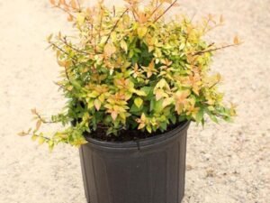 Abelia - Plant