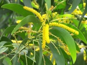 Acacia Auriculiformis, Australian Babul - Plant