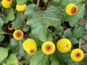 Acmella Oleracea, Toothache, Akarkara - Plant