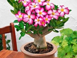 Adenium Obesum, - Plant