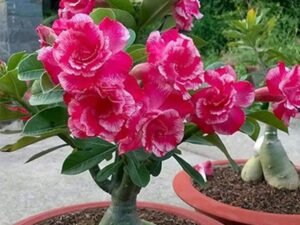 Adenium Plant, Desert Rose (Grafted, Any Color) - Plant