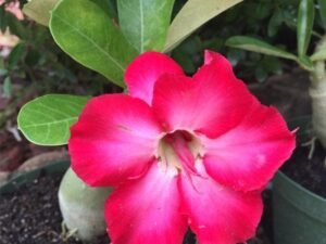 Adenium Plant, Desert Rose (Pink Double) - Plant