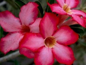 Adenium Plant, Desert Rose (Pink, Double Shaded) - Plant