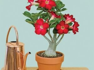 Red Adenium Plant, Desert Rose (Red) - Plant