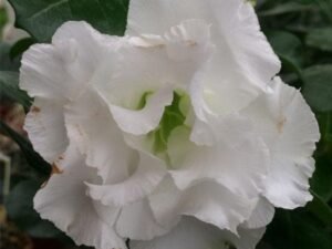 White Adenium, Adenium Plant, Desert Rose (White Double) - Plant