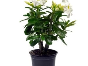 White Adenium Plant, Desert Rose (White) - Plant
