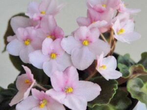 Baby Pink African Violets, African Violets (Baby Pink) - Plant