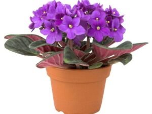 African Violets (Purple) - Plant