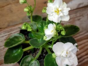 African Violets (White) - Plant