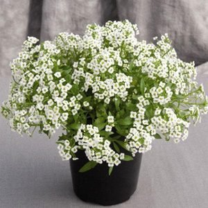 Alyssum (Any Color) - Plant