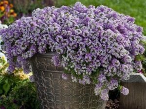 Alyssum (Lavender) - Plant