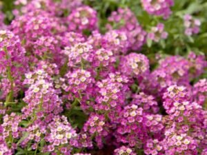 Alyssum (Pink) - Plant