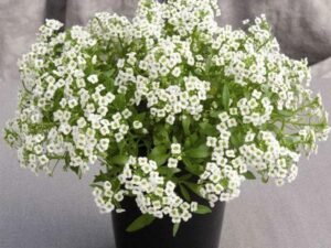 Alyssum (White) - Plant