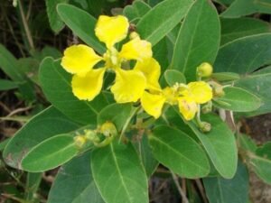 Amazonvine, Stigmaphyllon - Plant