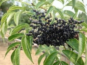 American Elderberry, Sambucus - Plant
