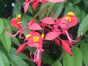 Amherstia nobilis - Plant
