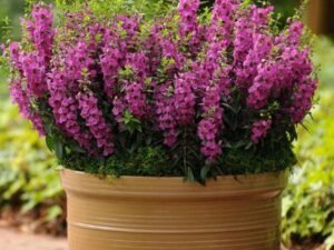 Angelonia Butka, Angelonia Dwarf - Plant
