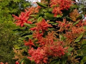 Ant Tree, Triplaris Americana - Plant