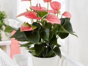 Anthurium (Pink) - Plant