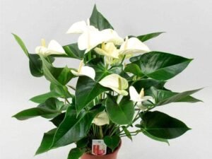 White Anthurium - Plant
