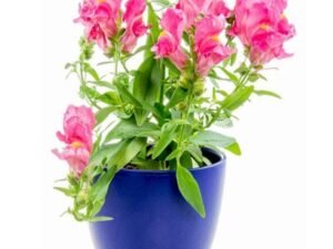 Pink Antirrhinum, Snapdragon (Pink) - Plant