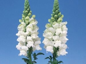 Antirrhinum, Snapdragon (White) - Plant