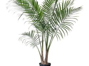 King Palm, Archontophoenix Alexandrae - Plant