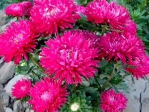 Aster (Pink) - Plant