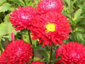 Red Aster (Red) - Plant