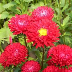 Aster (Red) - Plant
