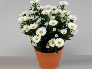 White Aster - Plant