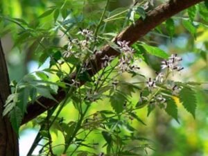Bakaayan, Bakain, Melia Azedarach - Plant