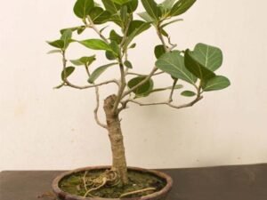 Banyan tree Bonsai - Plant