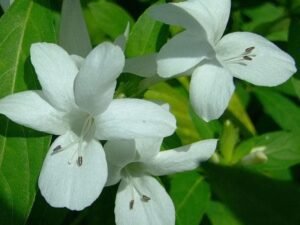 white Barleria Plant